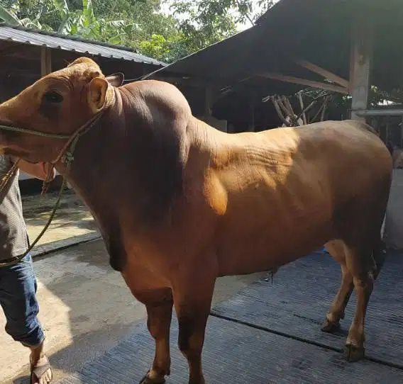 sapi qurban 500kiloan limosin metal pegon ongole siap kurban 2027 puas