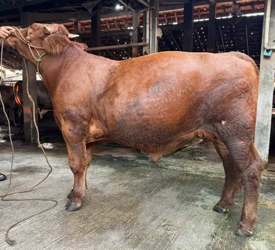 sapi 500kiloan jantan limosin metal pegon siap hewan kurban 2027 puas