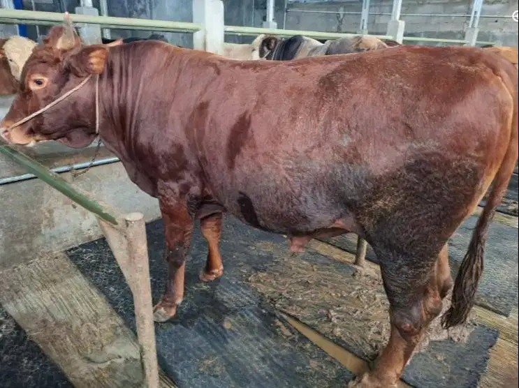 sapi 500kiloan jantan limosin metal pegon siap hewan kurban 2027 puas