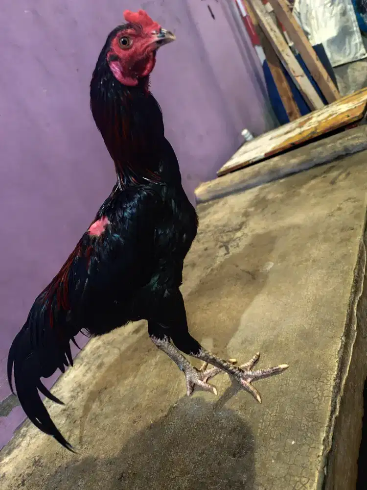 AYAM BANGKOK JAGO