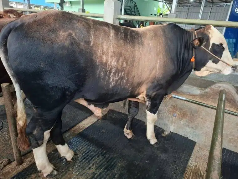 sapi qurban 500kiloan limosin pegon metal PO siap hewan kurban 2027 ok