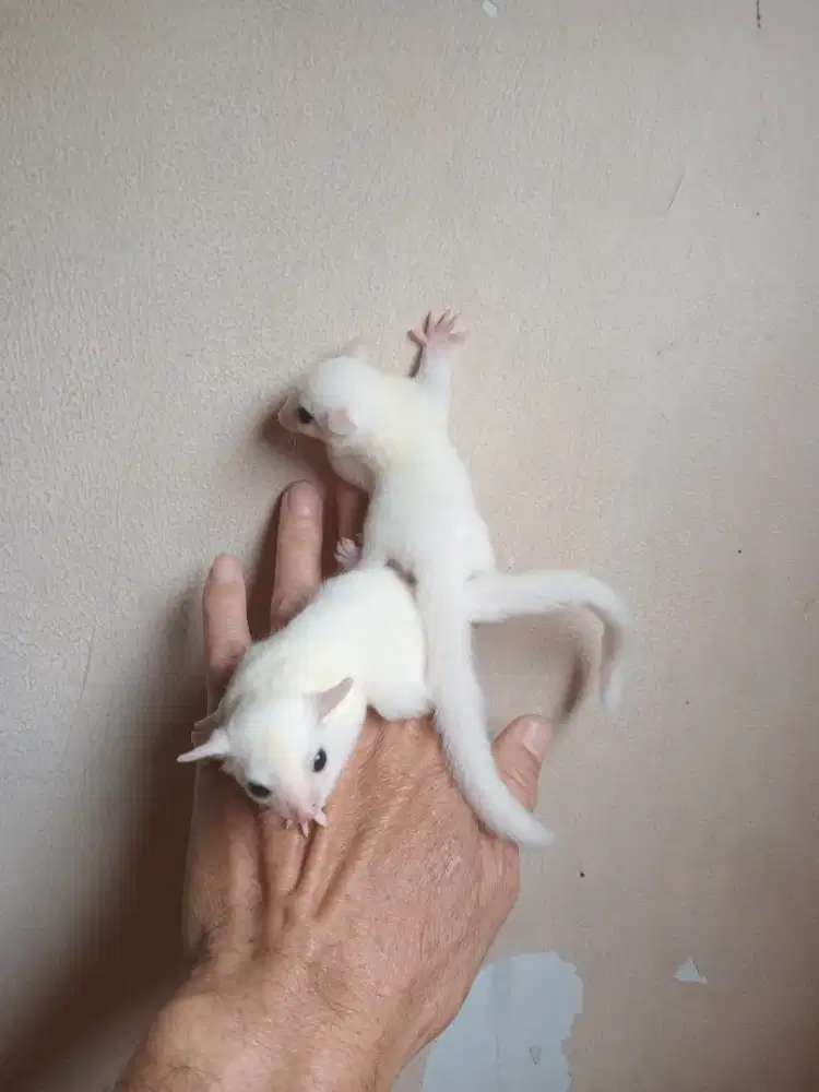 SUGAR GLIDER LEUCISTIC JOEY SEPASANG