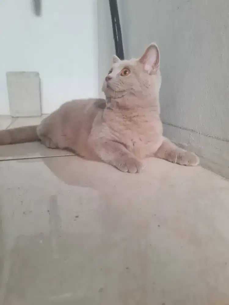 Kucing BSH Lilac