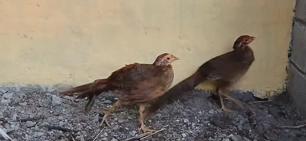 Ayam hias golden pheasant