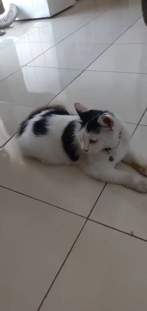 Jasa Cat Sitter harian
