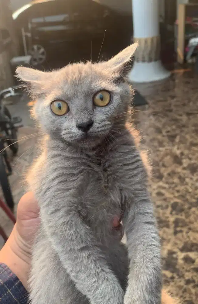 Kucing Kitten BSH Jantan NEGO