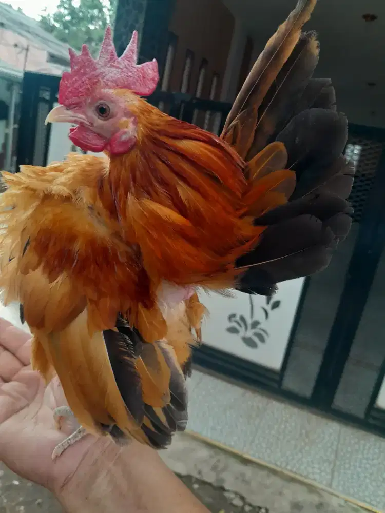 Ayam serama pondokbambu
