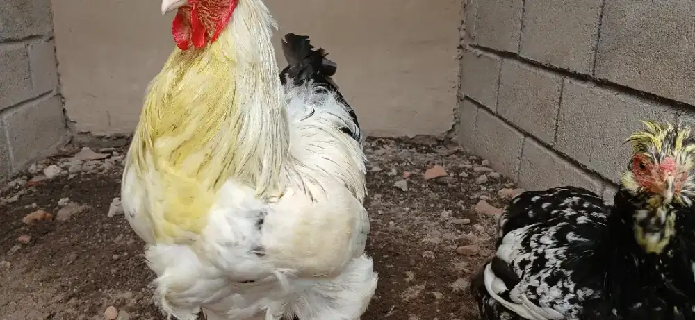Ayam hias pejantan brahma superr jumboo