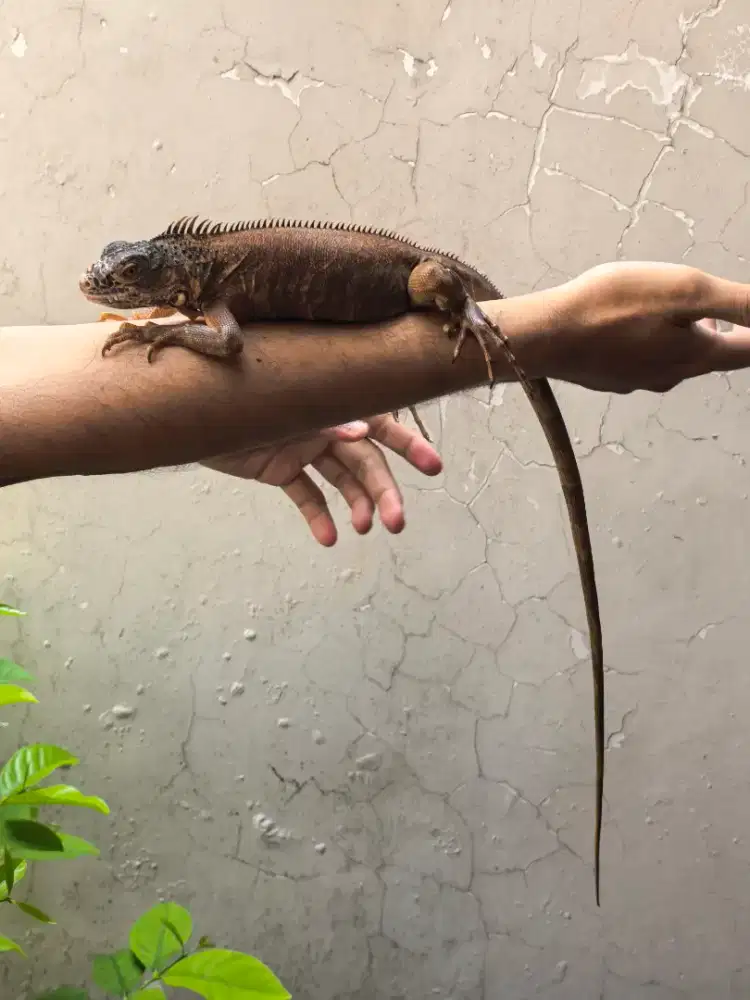Iguana Super Red