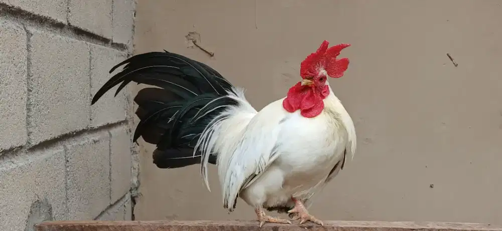 Ayam hias kate chabo jepang mewahh