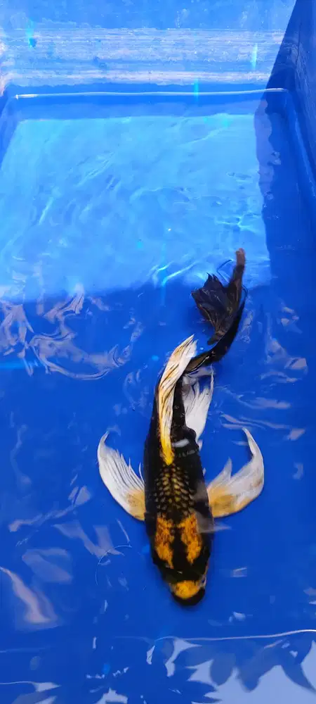 Borongan koi dan manfish