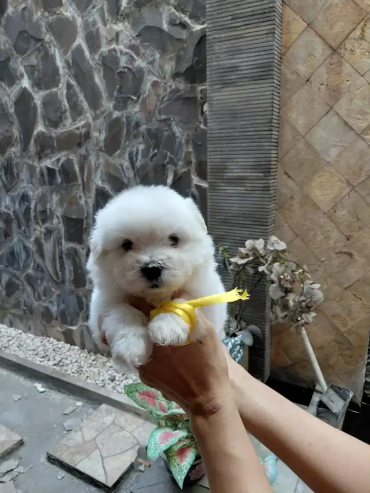 Bichon frise,female