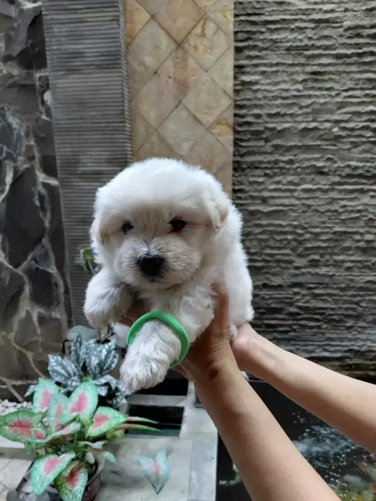 Bichon frise,female