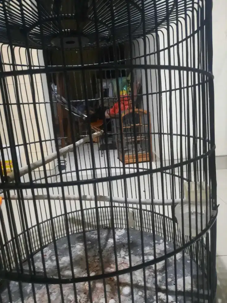 Murai batu trah ekor panjang rajin