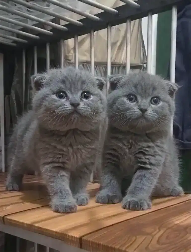 Scottish Fold betina