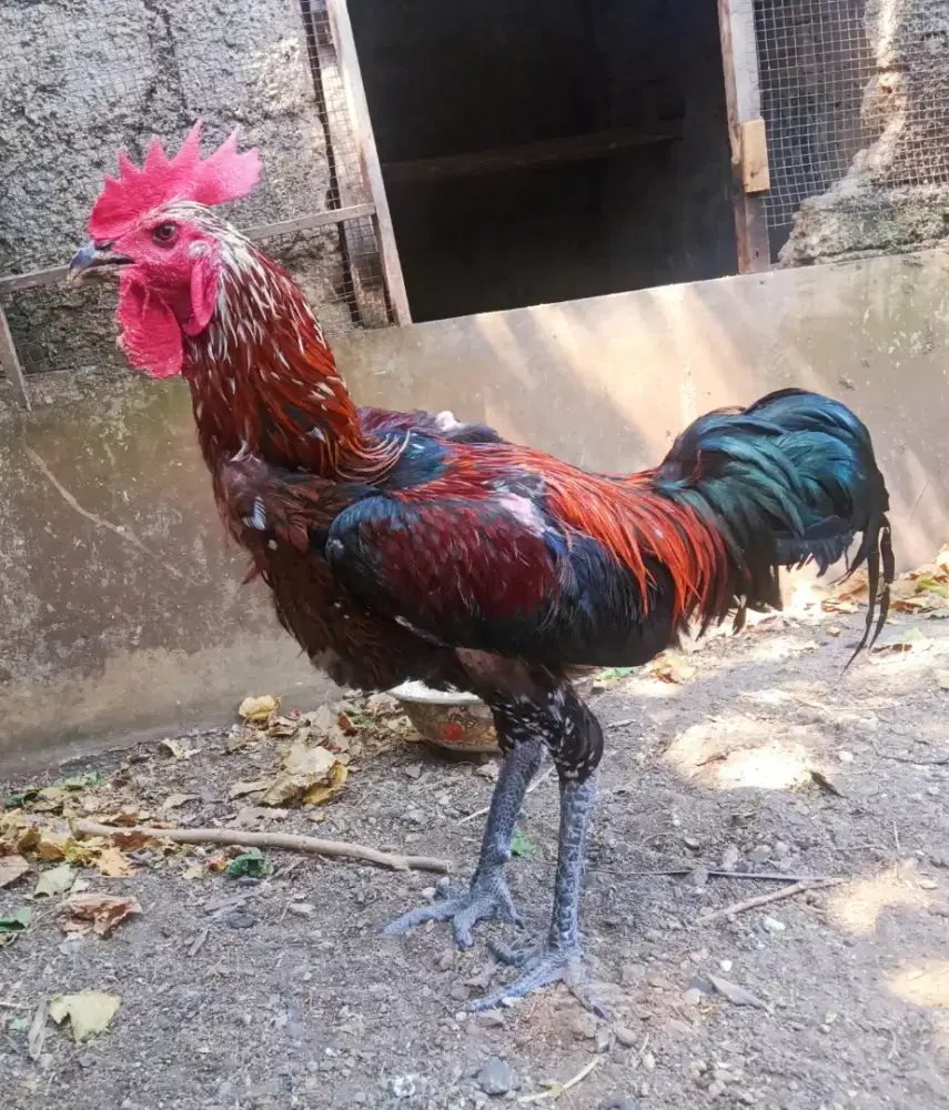 AYAM PELUNG JUMBO