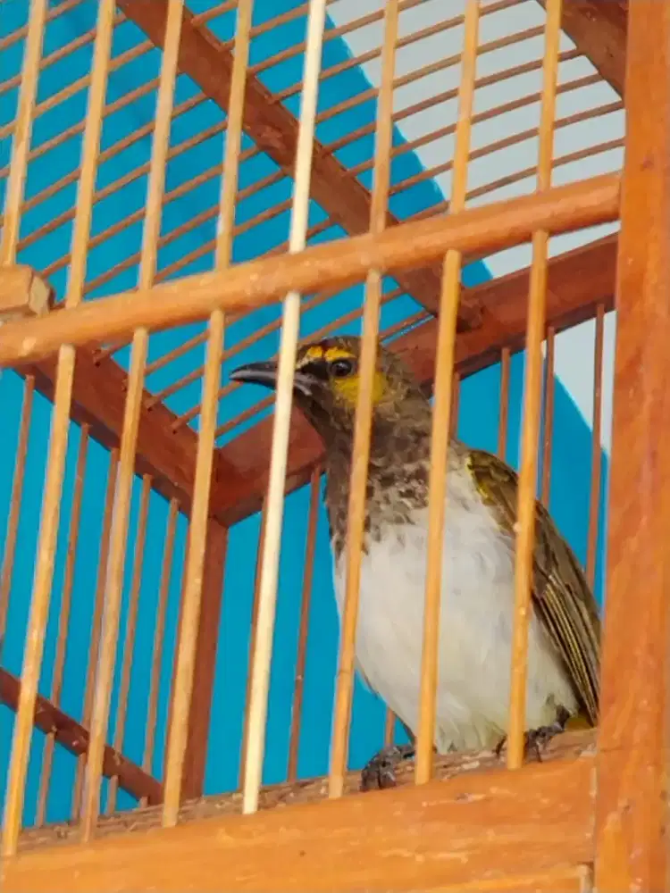 Burung reanganis gacor