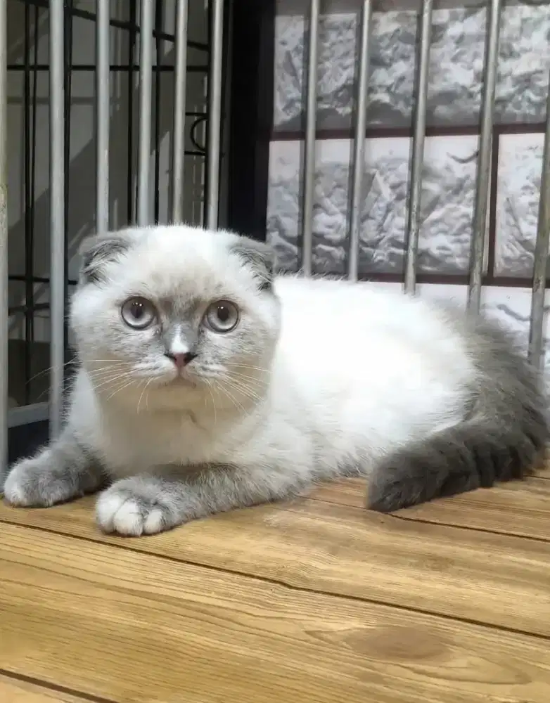 Scottish fold jantan