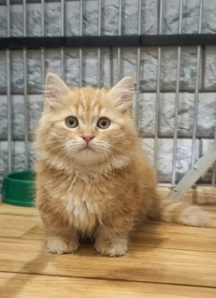 Kitten Munchkin Betina
