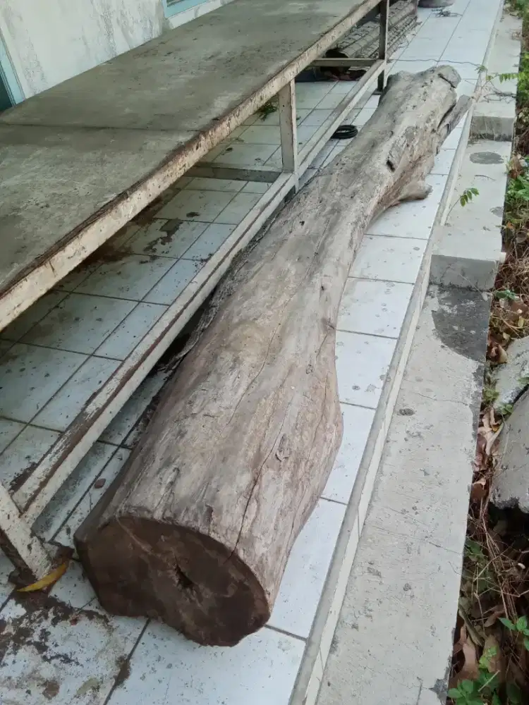 Kayu jati gelondongan