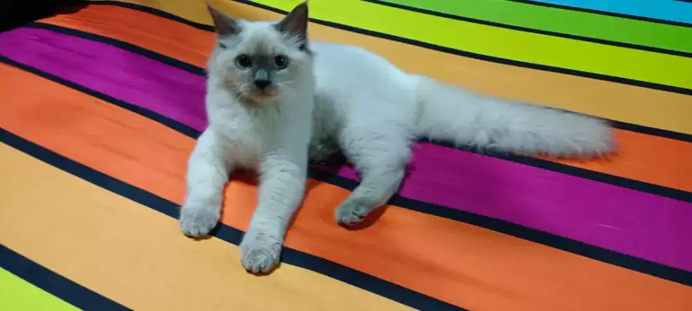 Himalaya betina 3 bulan