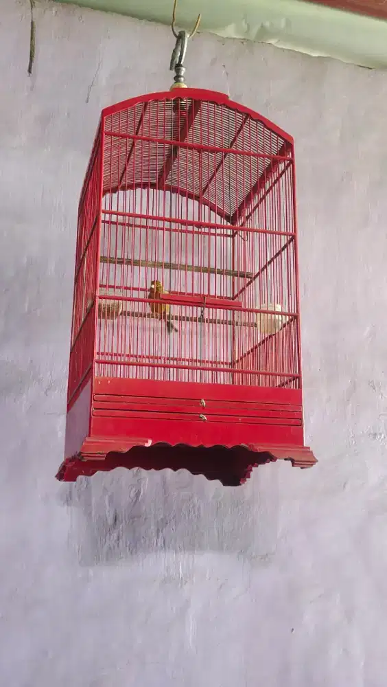 Burung kenari bom kuning