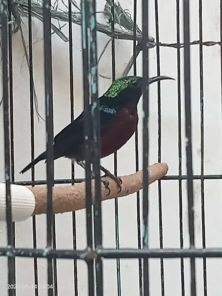 Kolibri ninja dada merah