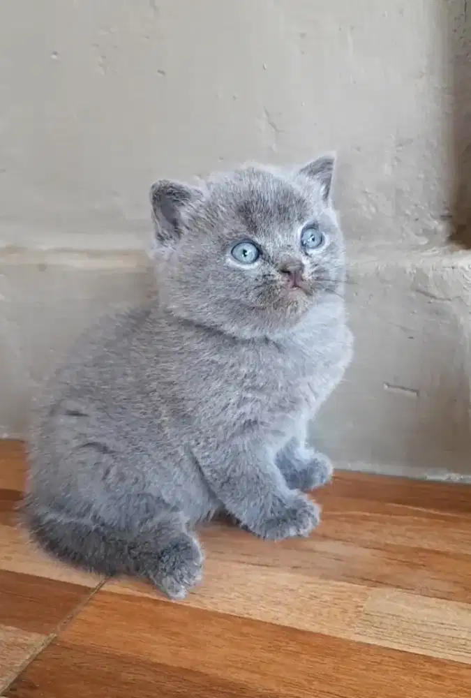 Kitten British shorthair
