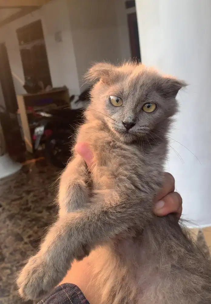 Kucing Kitten Scottish Fold Betina NEGO