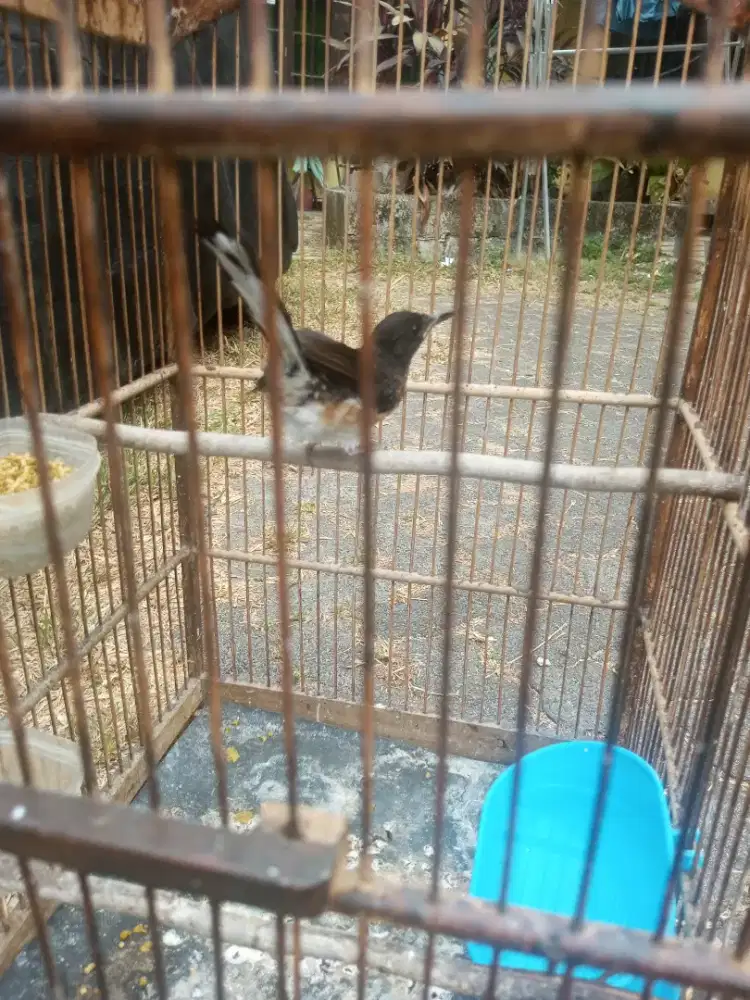 Burung Murai Batu Medan Trotol Fix Jantan