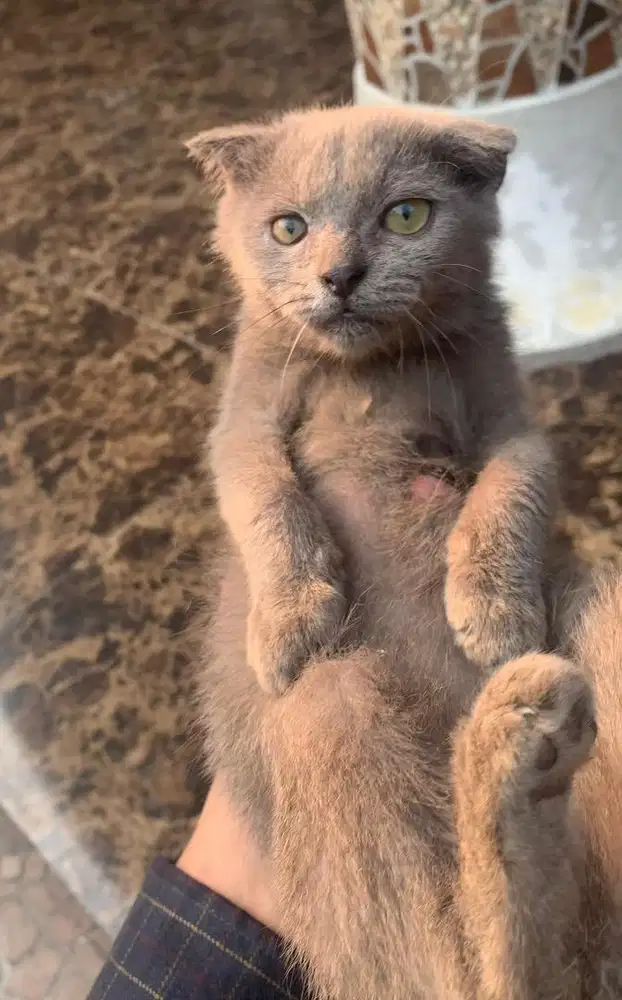 Kucing Kitten Scottish Fold Betina NEGO