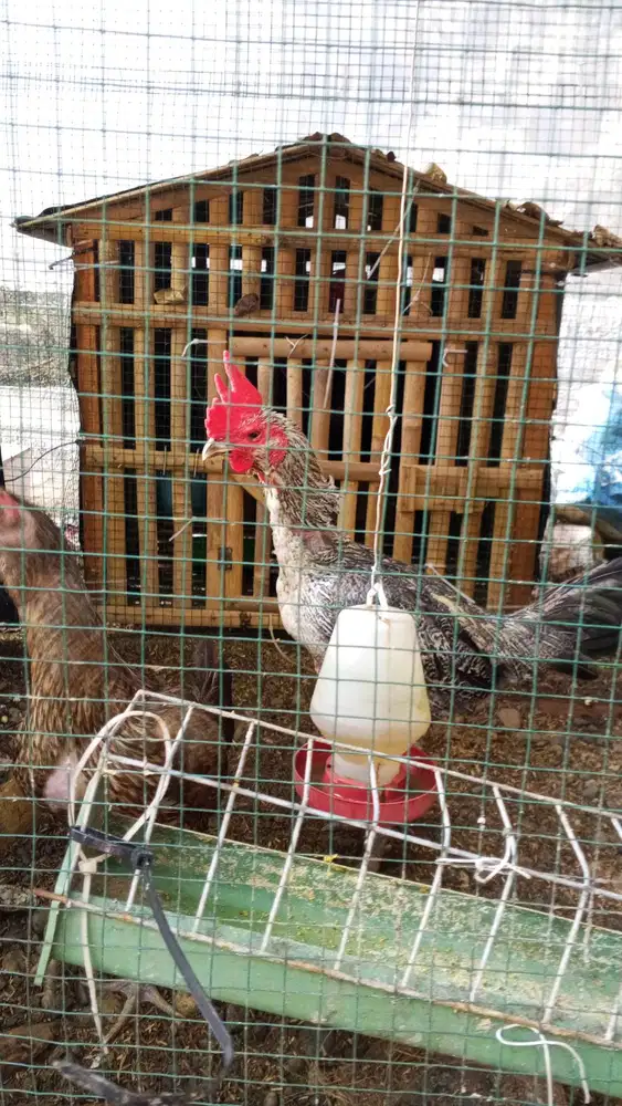 Jual Ayam siam sehat wal afiat