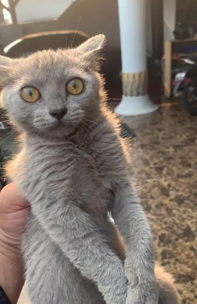Kucing Kitten BSH Jantan NEGO