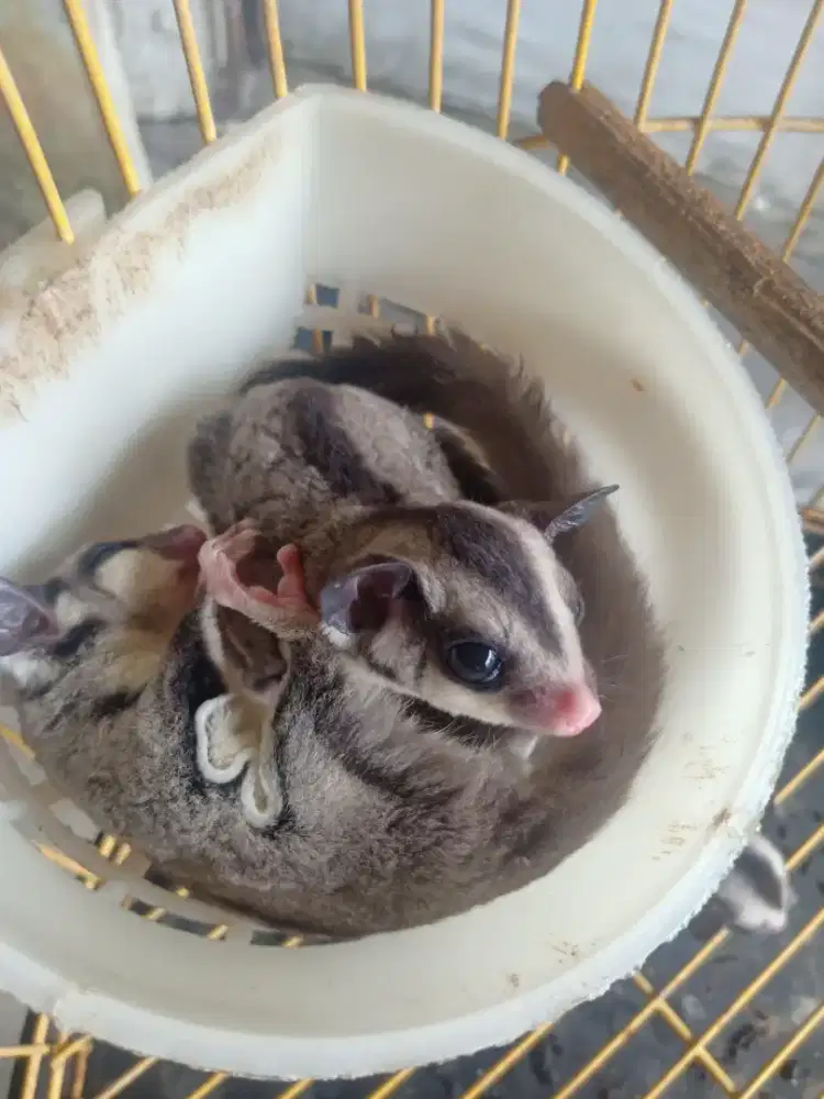 jual sugar glider Joy sepasang