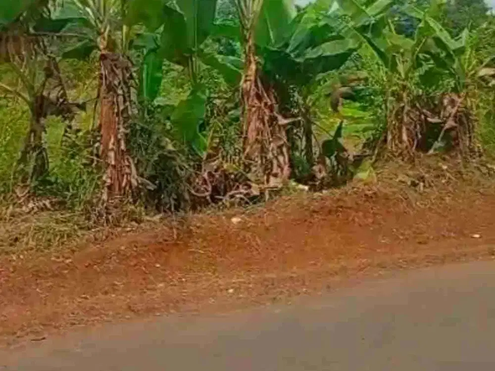 Dijual tanah 24 hektar harga permeter 190 ribu di Cigudeg Bogor