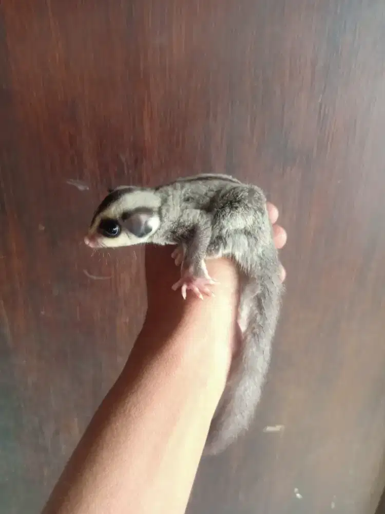 jual sugar glider Joy jantan cg het leu