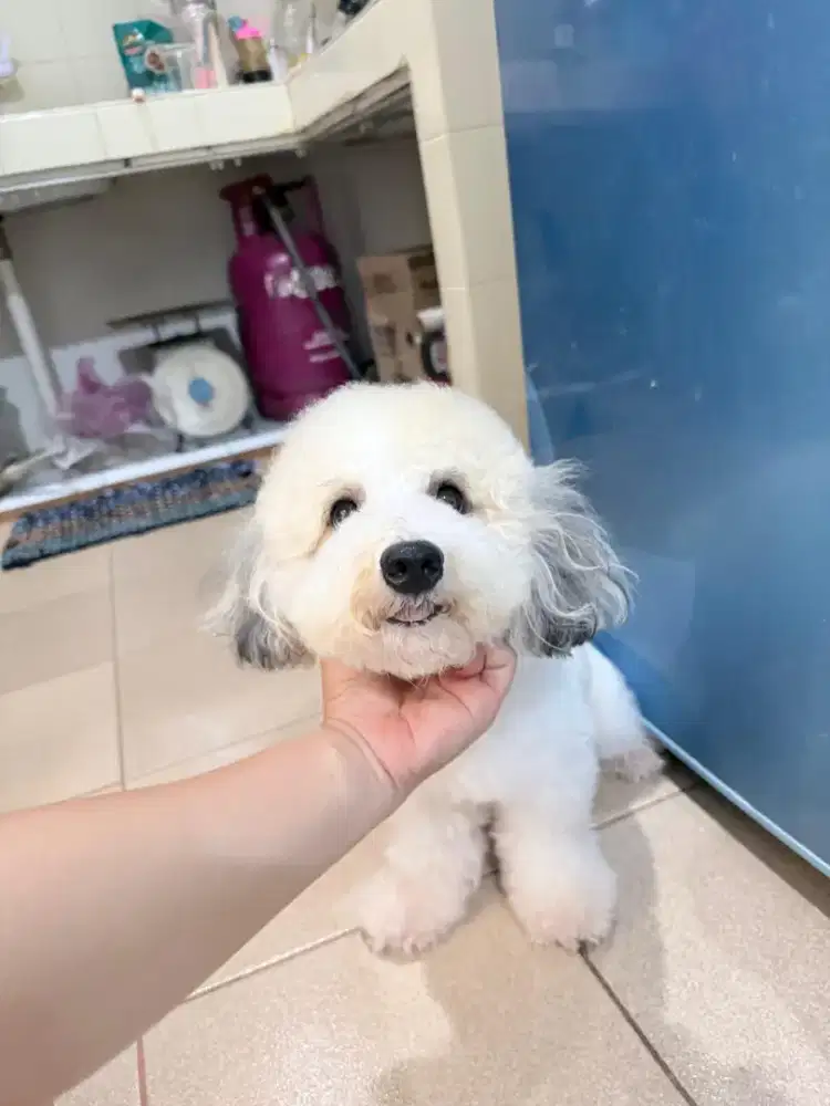 Poodle party mumer saja