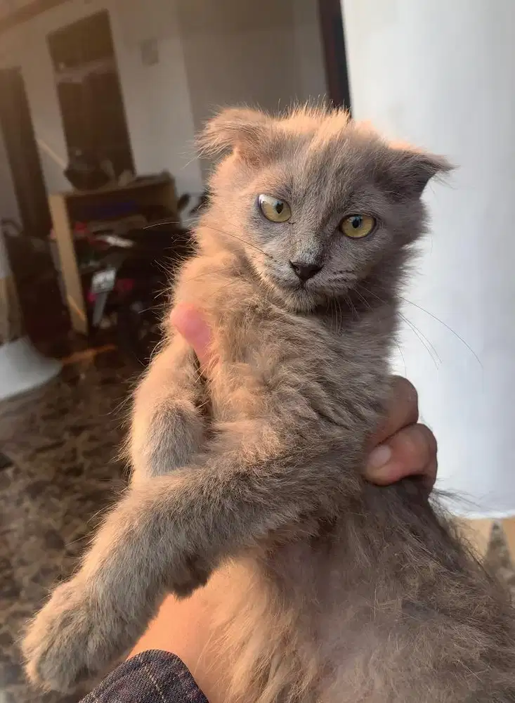 Kucing Kitten Scottish Fold Betina NEGO