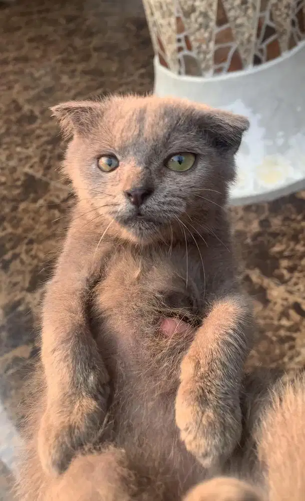 Kucing Kitten Scottish Fold Betina NEGO