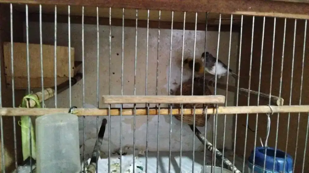 Sepasang kenari jantan gacor betina panda jual  sama kdg ternaknya Tt