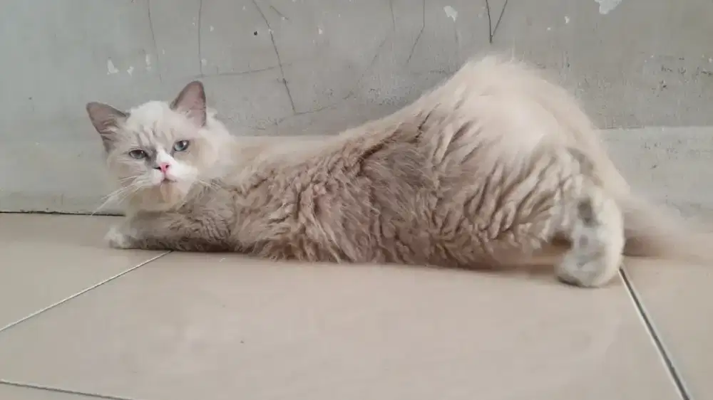 Ragdoll birahi siap kawin