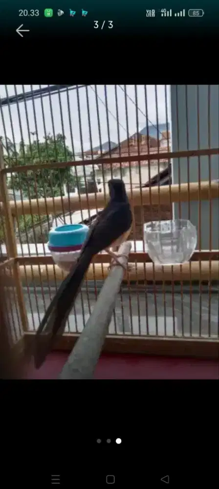Murai betina usia 2 bulan induknya ekor 17