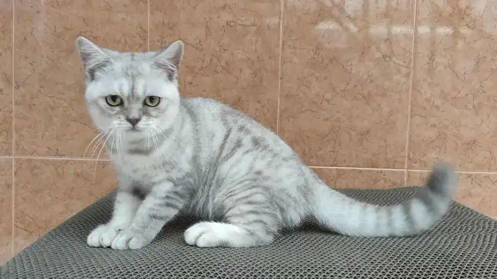 Kitten British shorthair BSH silver jantan