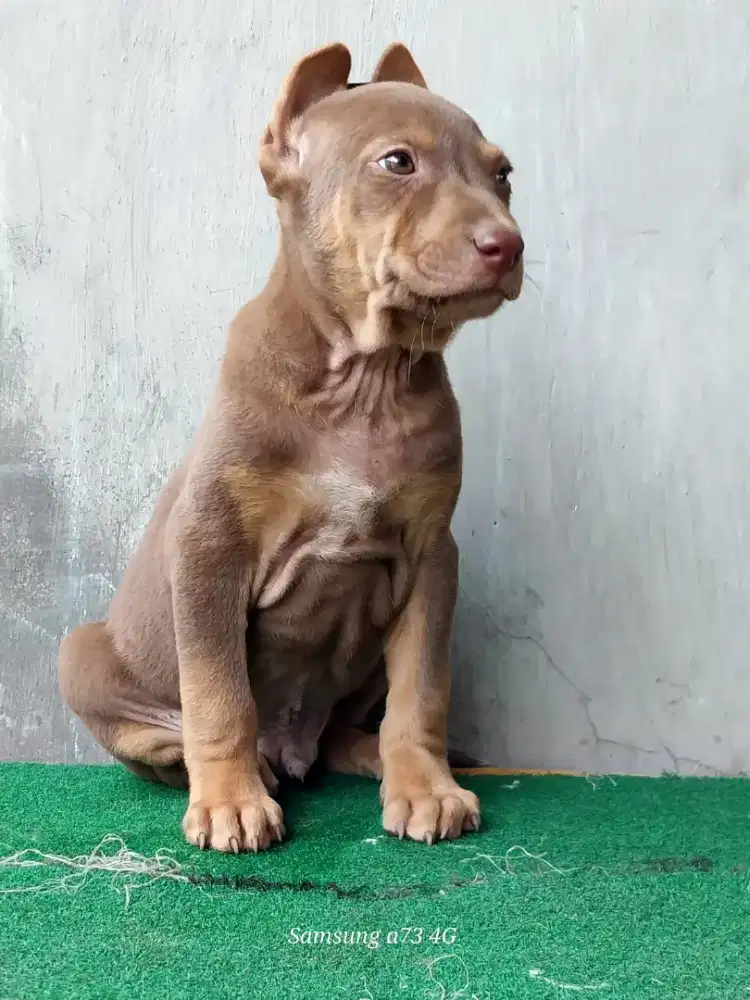 Anakan anjing ras mix