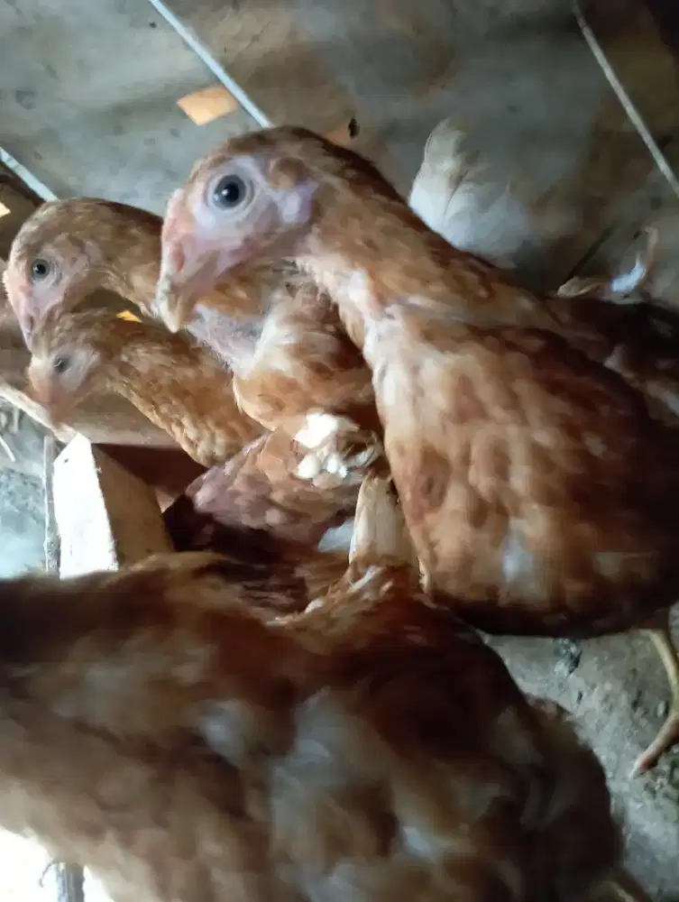 Ayam petelur umur 12 minggu