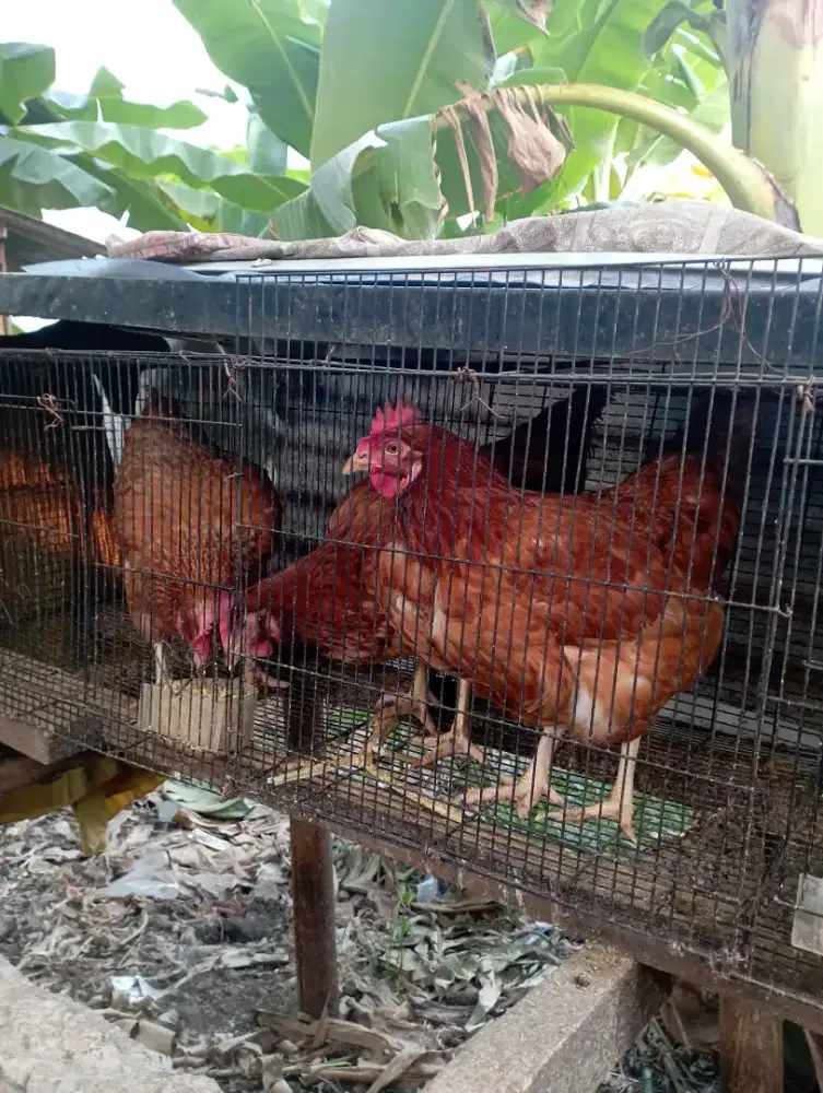 Ayam petelur fresh baru nelor