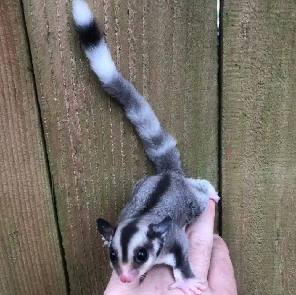 Sugar glider mozaik ringtail jantan