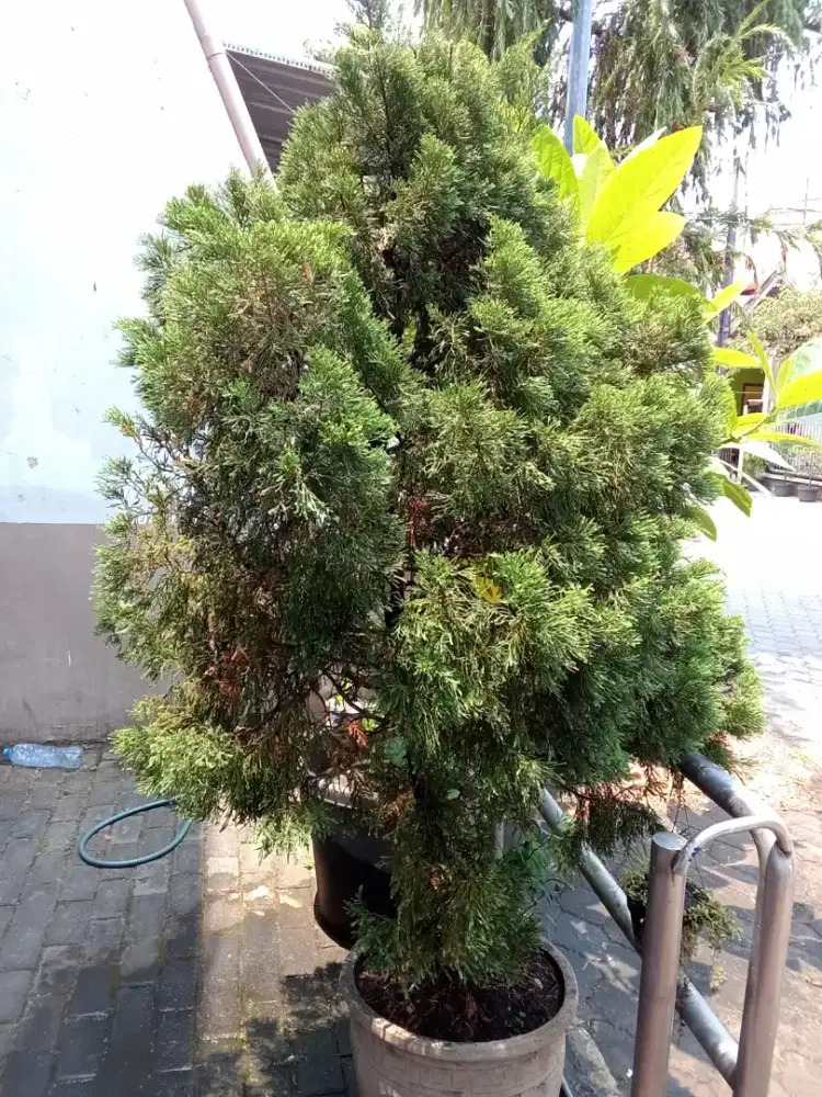 Di jual Pohon cemara umur 12 tahun