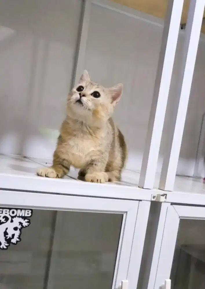 Bsh munchkin golden