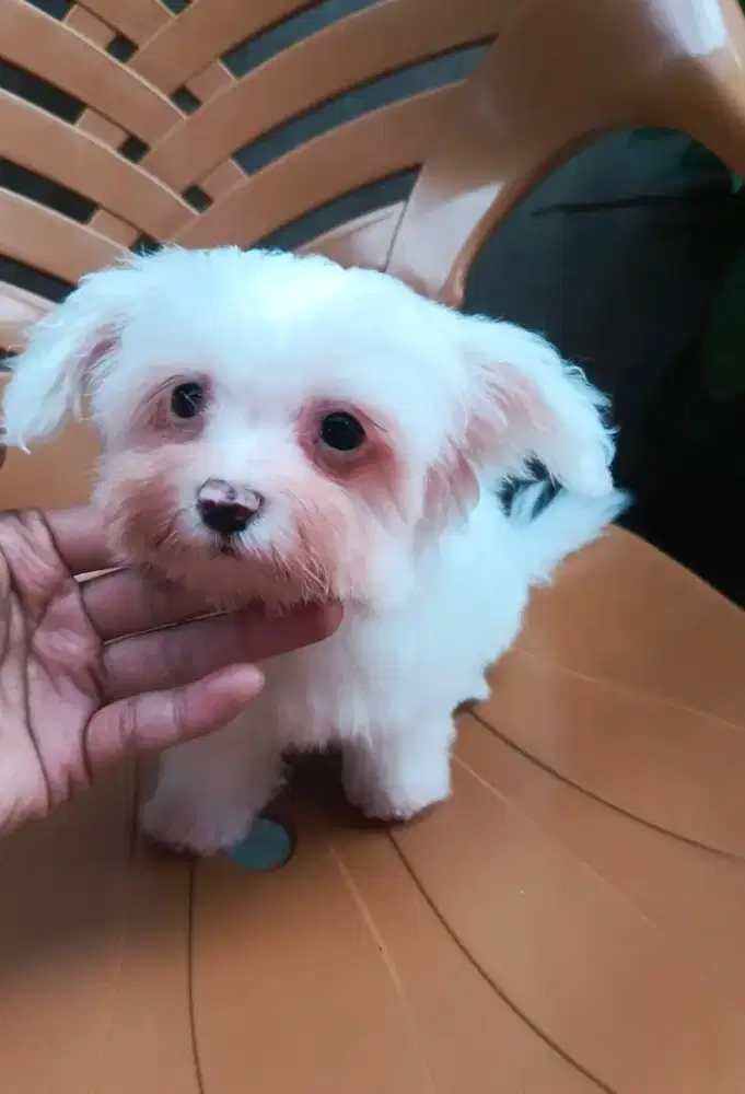Puppy Maltese Jantan Tiny